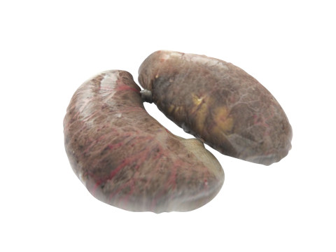 Chicken Kidneys 3D Model