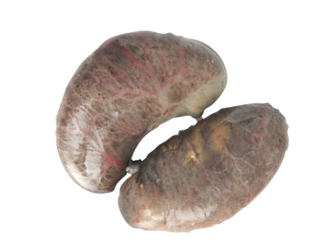 Chicken Kidneys 3D Model