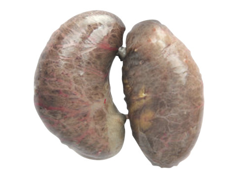 Chicken Kidneys 3D Model