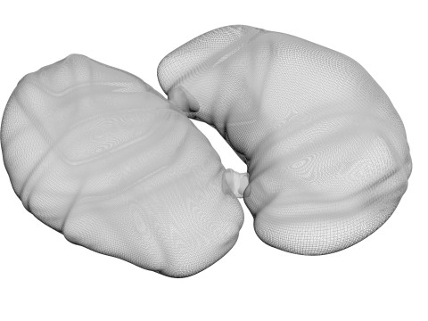 Chicken Kidneys 3D Model