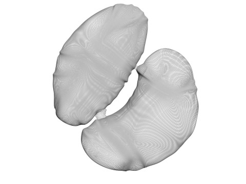 Chicken Kidneys 3D Model
