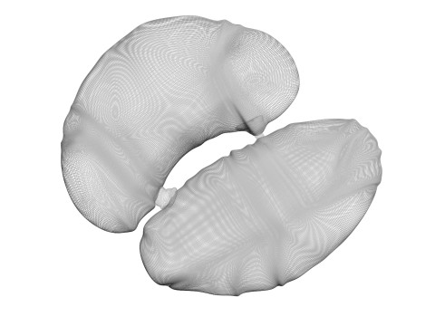 Chicken Kidneys 3D Model