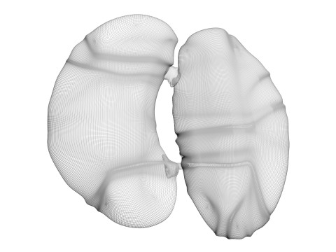 Chicken Kidneys 3D Model
