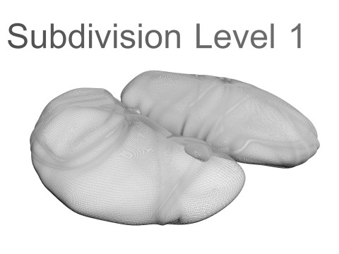 Chicken Kidneys 3D Model