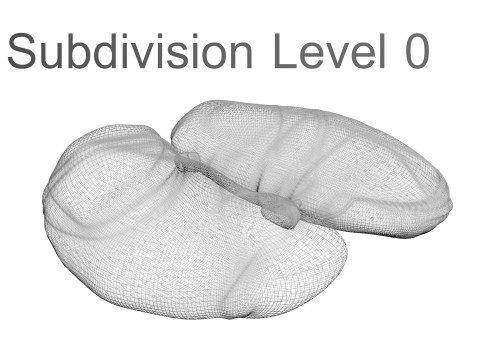 Chicken Kidneys 3D Model