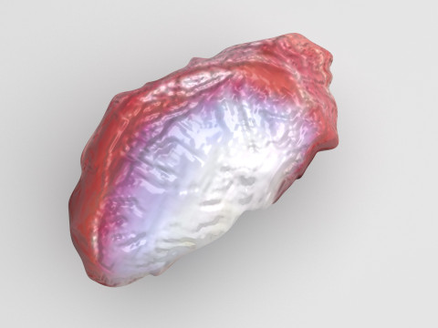 Chicken Stomach Model 3D