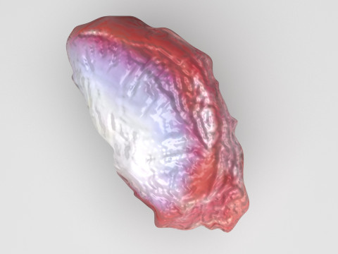 Chicken Stomach Model 3D