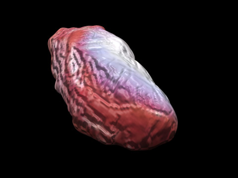 Chicken Stomach Model 3D