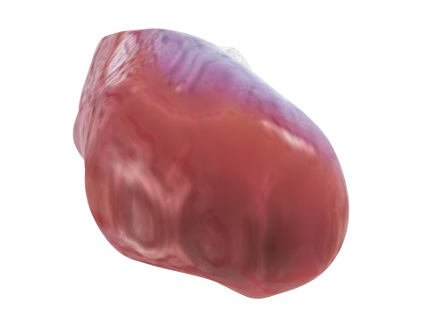 Chicken Stomach Model 3D