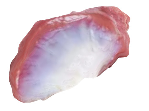 Chicken Stomach Model 3D