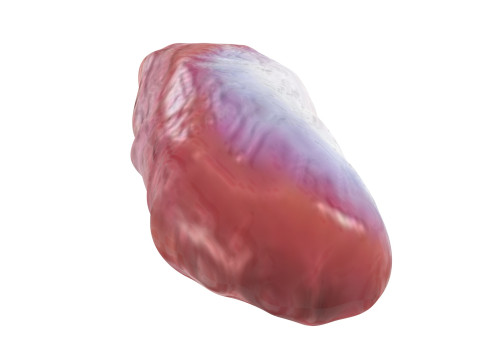 Chicken Stomach Model 3D