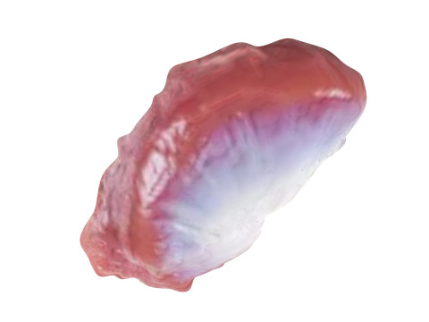 Chicken Stomach Model 3D