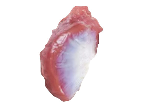 Chicken Stomach Model 3D