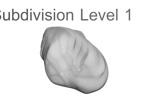 Chicken Stomach Model 3D