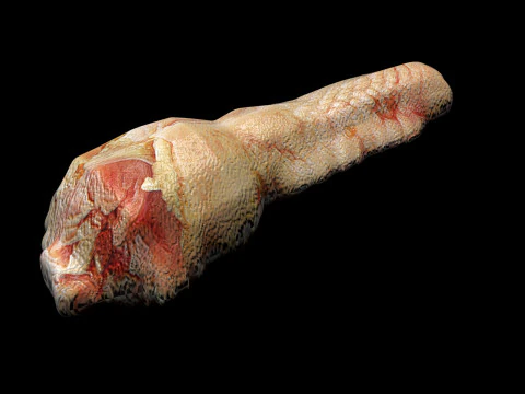 H&uuml;hnerhals 3D Modell