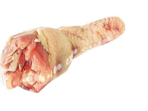 H&uuml;hnerhals 3D Modell