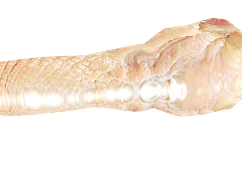 Chicken Neck 3D Model