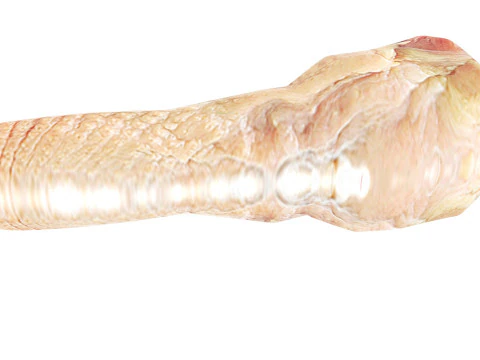 H&uuml;hnerhals 3D Modell