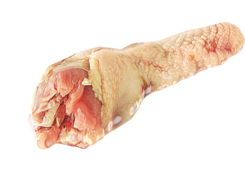 Chicken Neck 3D Model