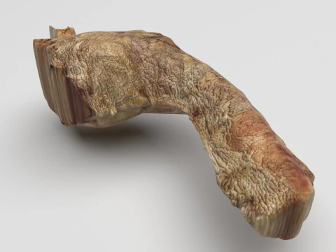 Cou de poulet Modèle 3D