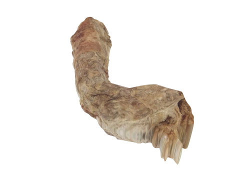 Chicken Neck 3Dモデル