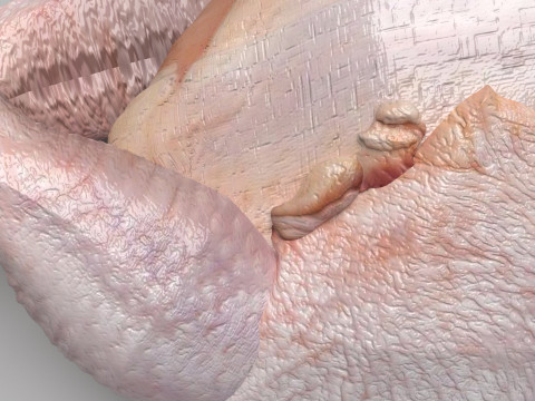 Whole Chicken Model 3D