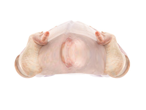 Whole Chicken Model 3D