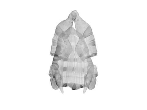 Whole Chicken Model 3D