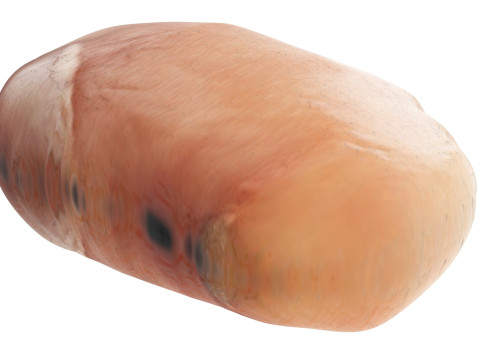 Chicken Breast 3D Модель