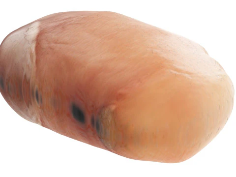 Chicken Breast 3D Model