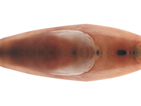 Chicken Breast 3D Модель