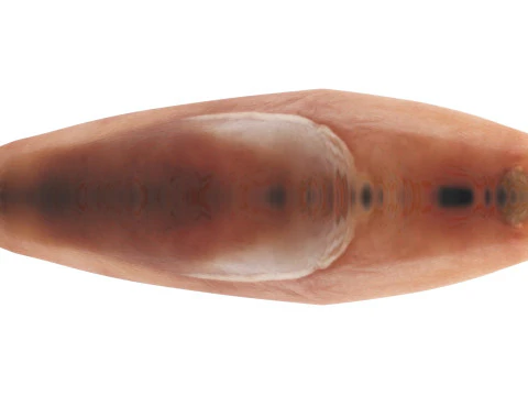 Chicken Breast 3D Model