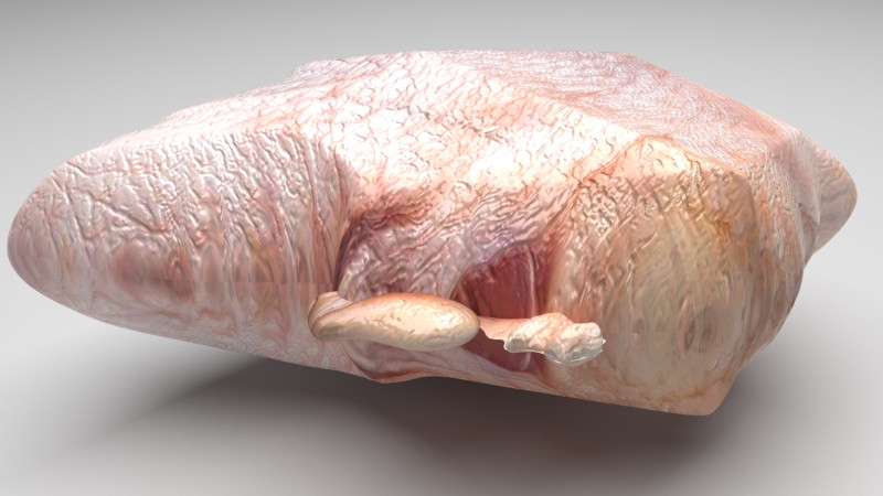 Chicken Hip Meat 3D Modell .c4d .max .obj .3ds .fbx .stl .blend