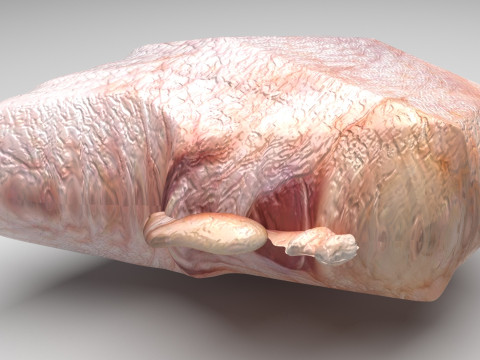 Chicken Hip Meat 3D 모델