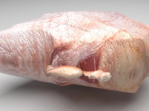 닭 엉덩이 고기 3D 모델