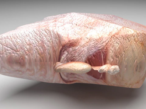 Chicken Hip Meat 3D Model