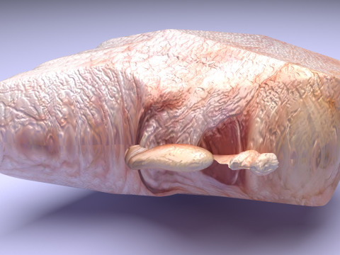Chicken Hip Meat 3D Modell