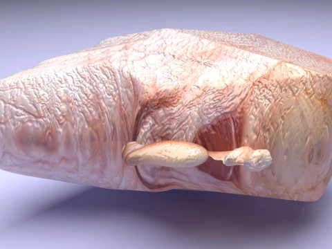 Chicken Hip Meat 3D Model
