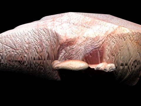 Chicken Hip Meat 3D Model