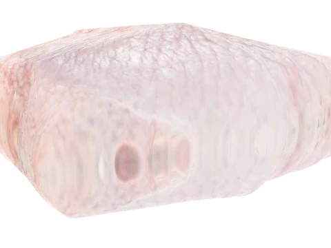 Chicken Hip Meat 3D Model