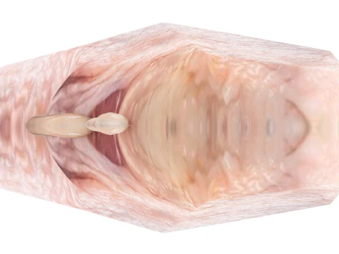 Chicken Hip Meat 3D Model
