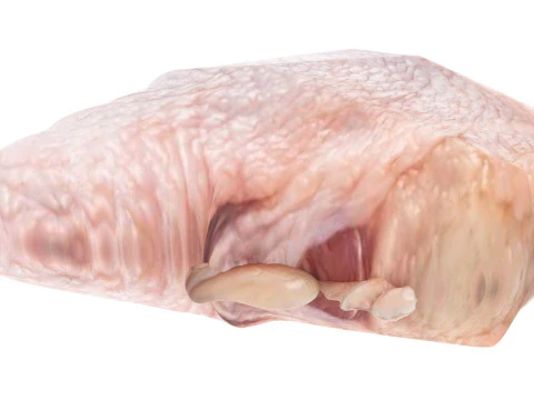 Chicken Meats Collection 3D Model