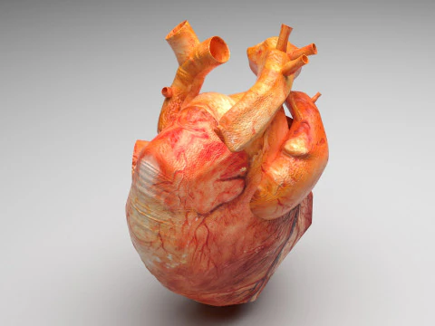 Menschliches Herz 3D Modell