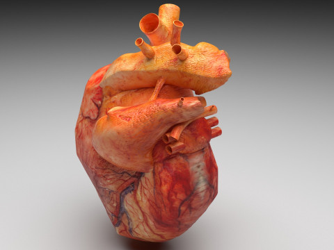 Human Heart 3D-Modell