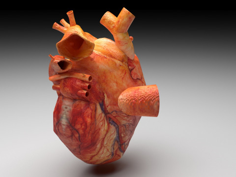 Human Heart 3D-Modell