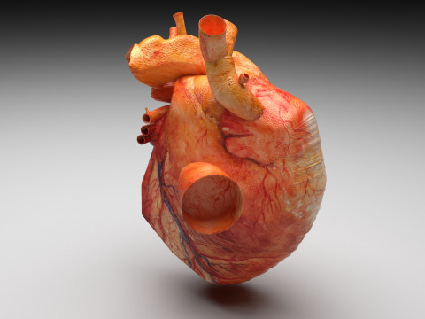 Human Heart 3D-Modell