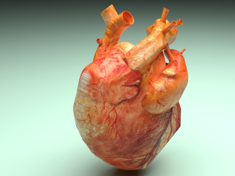 Human Heart 3D-Modell