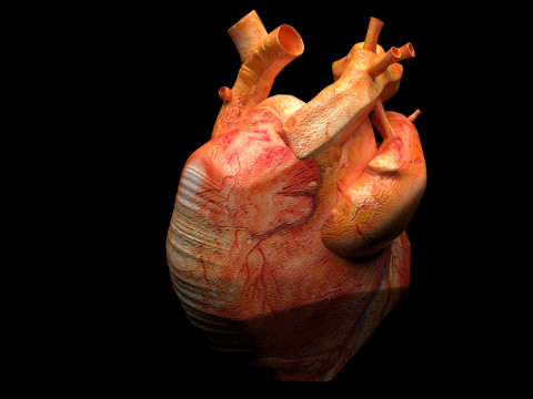 Human Heart 3D-Modell