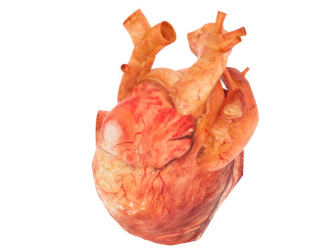 Human Heart 3D-Modell