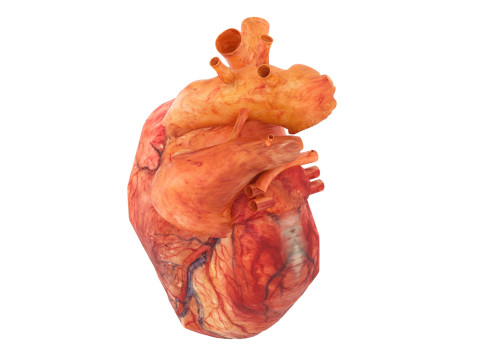 Human Heart 3D-Modell